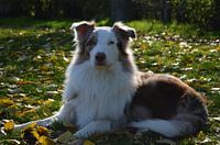 Dog in the grass