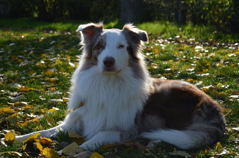 Dog in the grass by Loes Kieft
