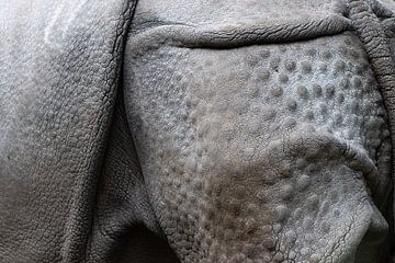 Detailfoto van een neushoorn