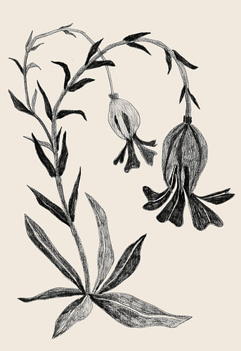 Elegante botanische bloesem