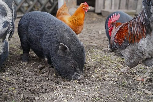 Minivarkens en kippen in de tuin