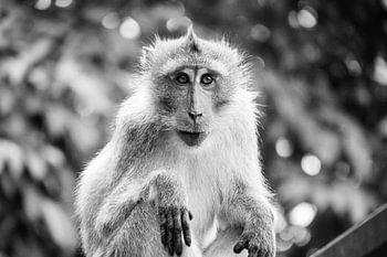 Affe bei den Tempeln in Thailand