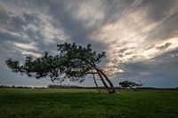 Hanging trees