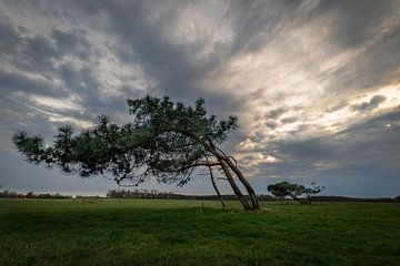 Hängende Bäume von Stefan Bauwens Photography