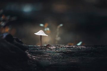 Mushroom on a stump by Nikki IJsendoorn