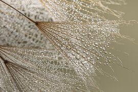 Biophilic design: A closer look at natural tranquillity by Marjolijn van den Berg