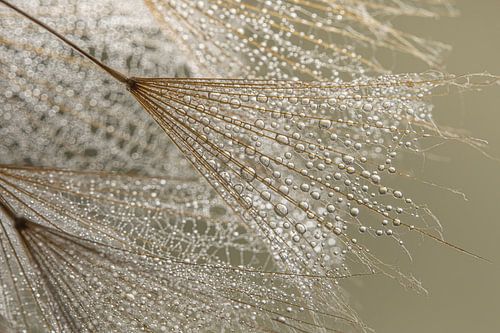 Biophilic design: A closer look at natural tranquillity by Marjolijn van den Berg