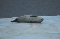 Sea lion Antarctica - ll by G. van Dijk thumbnail