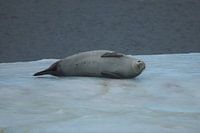 Sea lion Antarctica - ll