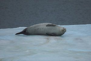 Otarie Antarctique - ll