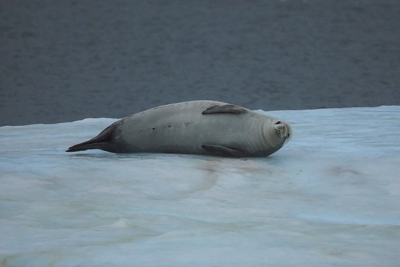 Sea lion Antarctica - ll by G. van Dijk