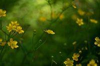'Boterbloemen'