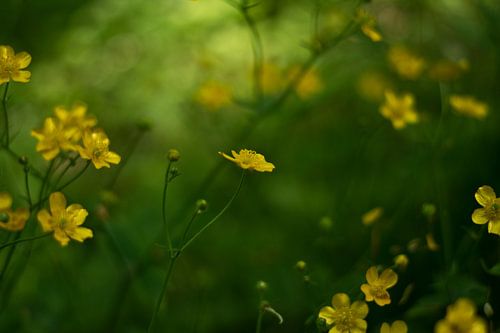 'Boterbloemen'