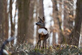 Deer Popo by Catch Chris