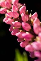 Lupine