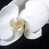 La beauté de l'orchidée. sur As Janson