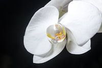 De schoonheid van de orchidee.