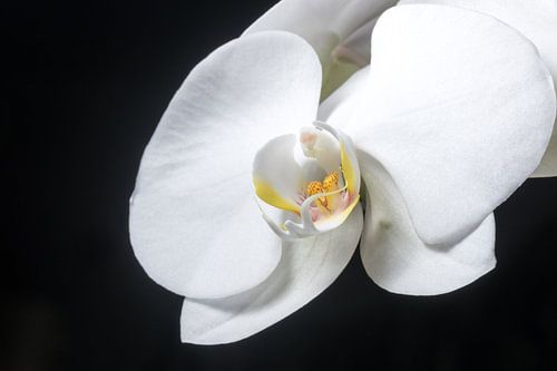 The beauty of the orchid.
