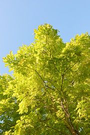 Robinia Pseudoacacia frisia 7007030404 photographer Fred Roest by Fred Roest