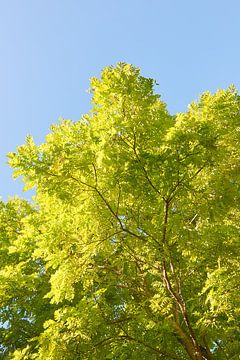 Robinia Pseudoacacia frisia  7007030404 fotograaf Fred Roest van Fred Roest