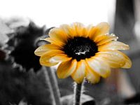 Sonnenblume