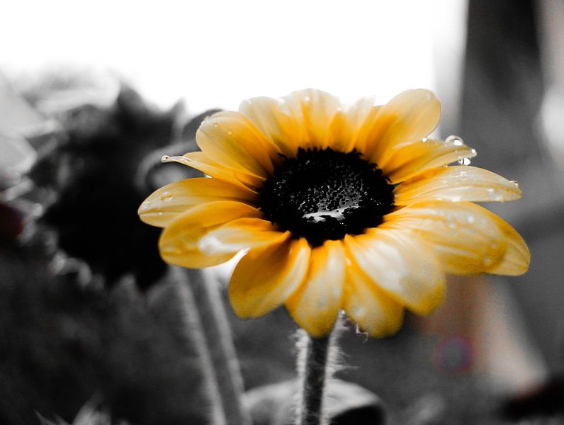Tournesol par wendy van mourik