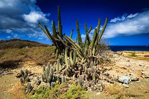 Prachtige cactussen op Curacao