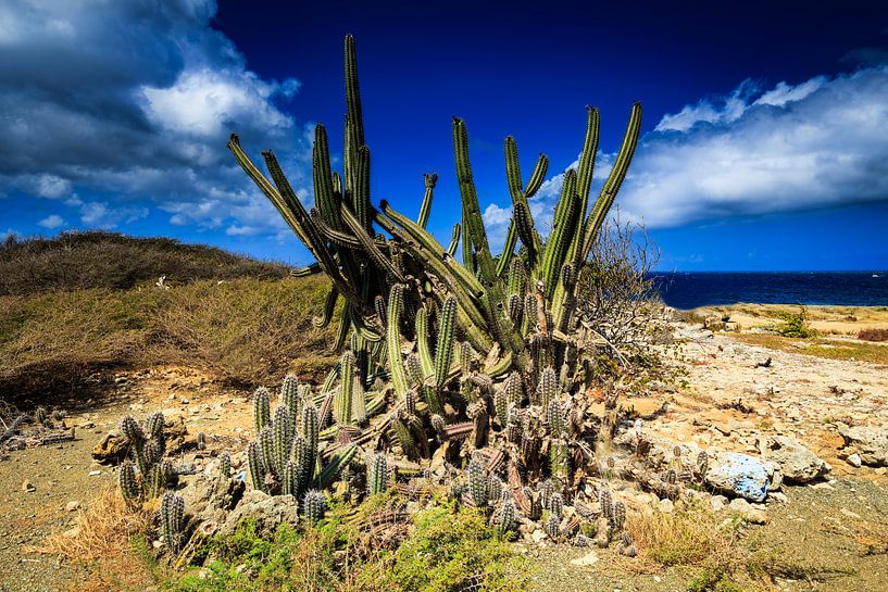 Prachtige cactussen op Curacao von René Holtslag