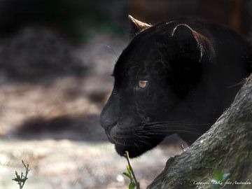 Jaguar man zwart van Loek Lobel