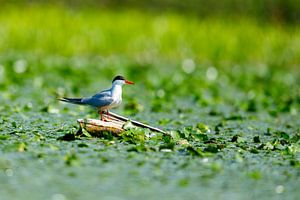 Seeschwalbe im Donaudelta