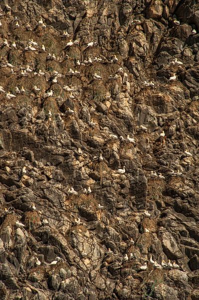 Jan-van-Genten op rotswand van het eiland Runde, Noorwegen van Margreet Frowijn