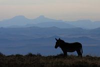 Zebra in Mountain Zebra Park Zuid Afrika