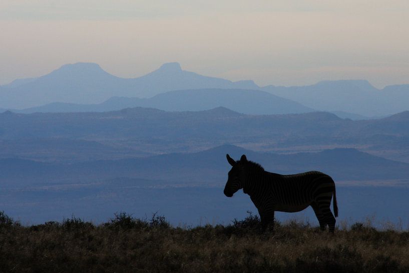Zebra in Mountain Zebra Park SA by Monique Hassink