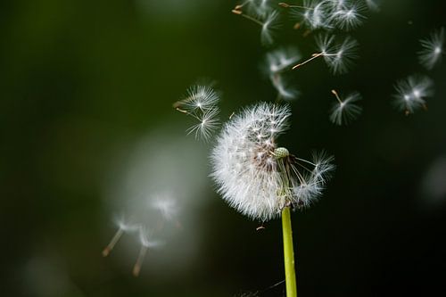 der Löwenzahn verliert seine Büschel