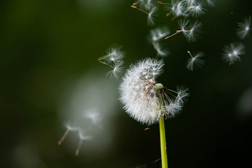 the dandelion loses its tufts by Renske van der Leij
