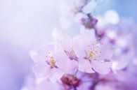 Cherry Blossom  by LHJB Photography thumbnail