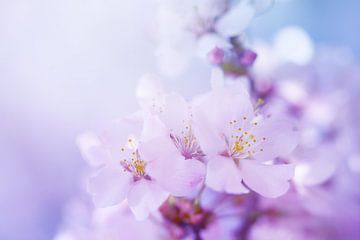 Fleur de cerisier  sur LHJB Photography
