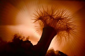 Sea anemone in backlight