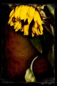 Drawn By Nature (Sonnenblume #003)