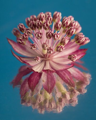 Bloemetje van Zeeuws Knoopje op spiegelend oppervlak