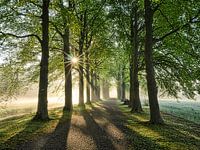 Sunny morning in the woods