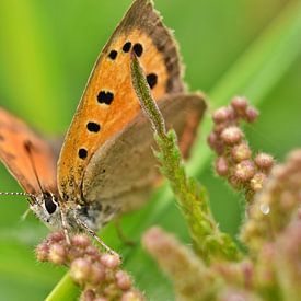 Small copper butterfly by Shutterbalance