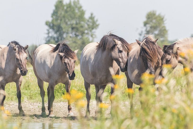 Herd of Konik horses by the water by Anne Zwagers