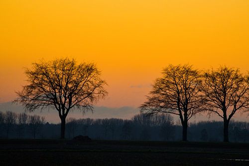 winterbomen ii
