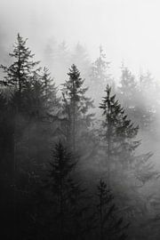 Forêt de brouillard en noir et blanc sur Poster Art Shop