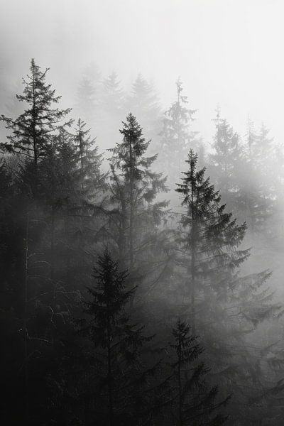 Forêt de brouillard en noir et blanc par Poster Art Shop