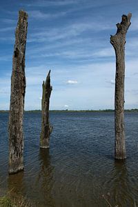 Dead trees standing in the water
