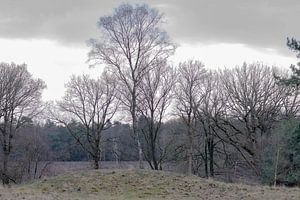 drie bomen op een heuvel van Tania Perneel