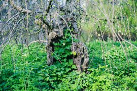 Arbre mort sur Luis Emilio Villegas Amador