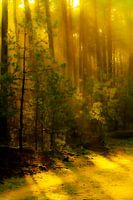 Golden forest with zone rays through the fog.
